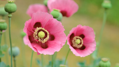 Ultra HD 4K Computer Background image 969 f00rVhQ UHD Desktop Wallpaper