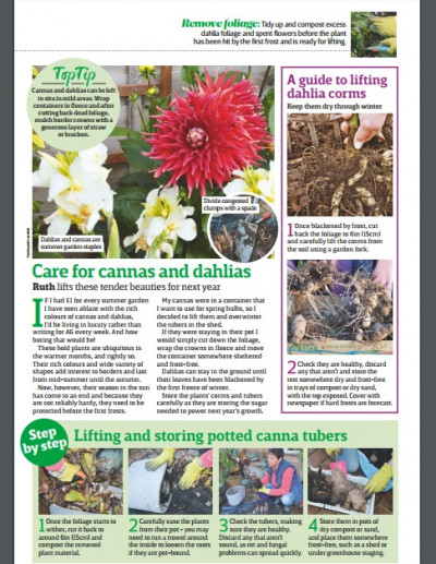 Amateur Gardening 14 November 2017 (4)