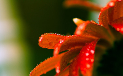 Miscellaneous (66)