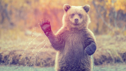 Bear Waving 91 HD Desktop Wallpaper