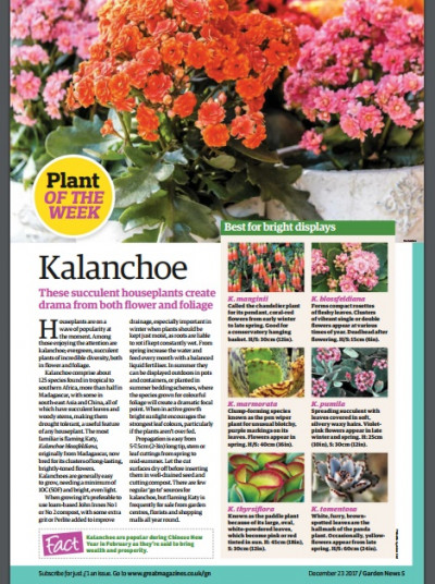 Garden News December 23 2017 (4)
