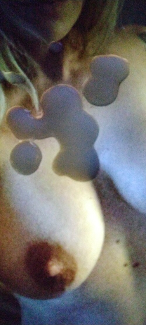 IMG 20250810 0