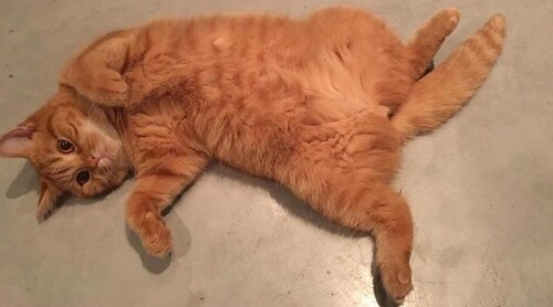 dorito ed sheeran cat instagram featured 060718