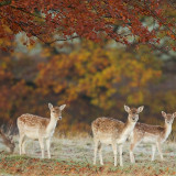 R1Cx7