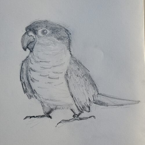 conure2