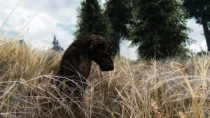 sad dog 16009925900 o