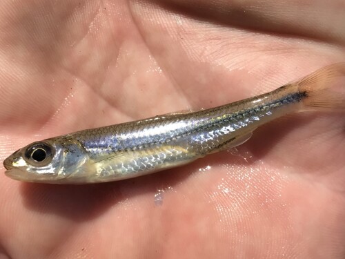New River Shiner