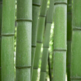 YnGEH