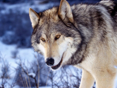 wolf (19)