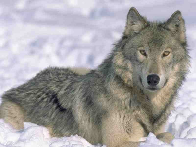 wolf (20)