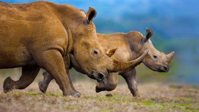 Rhinos White Rhinos