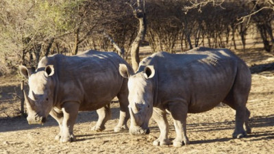 Rhinoceros