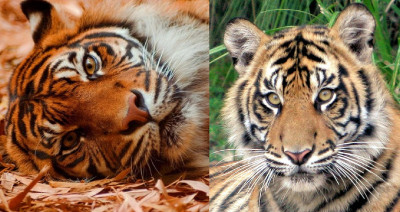 Tiger (6)