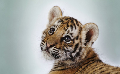 Tiger cub (1)