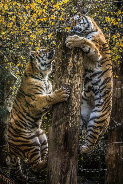 Tigers