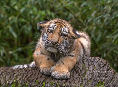 Tiger cub (2)