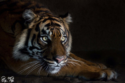 Tiger (18)