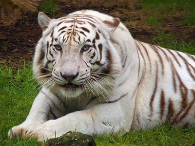 Tiger (14)