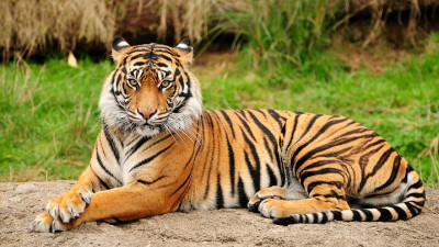 Tiger (12)