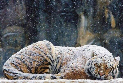 Tiger (19)