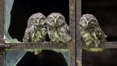 Birds Owls