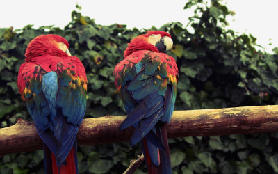 Birds Parrakeets (1)