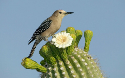 Birds (12)