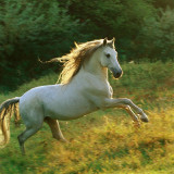 atNL9