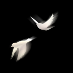 eeAvJ9