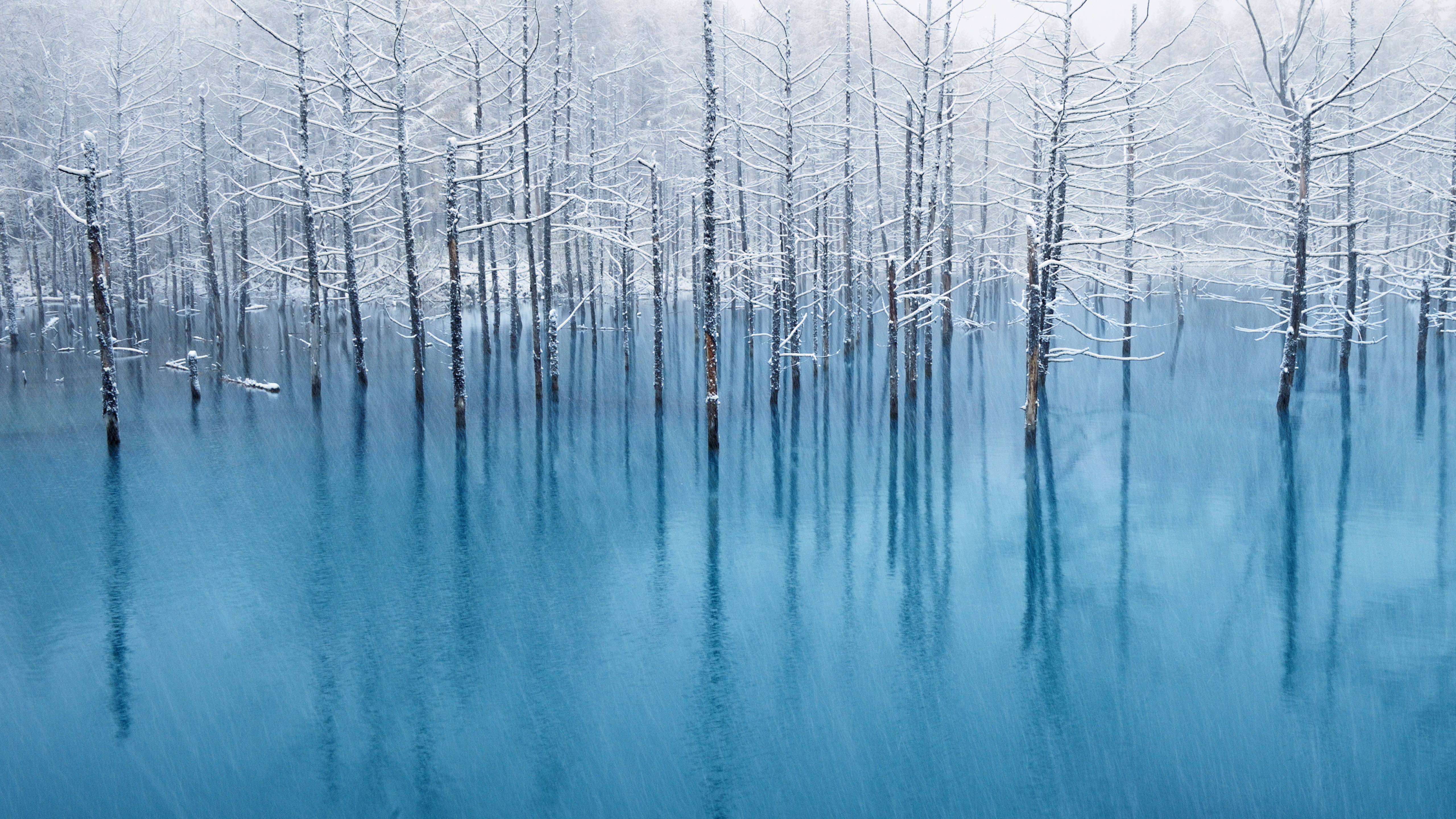 Лес затопленный водой. Голубое озеро Хоккайдо. Озеро Хоккайдо Япония. Отражение леса в воде. Зимний пейзаж в голубых тонах.
