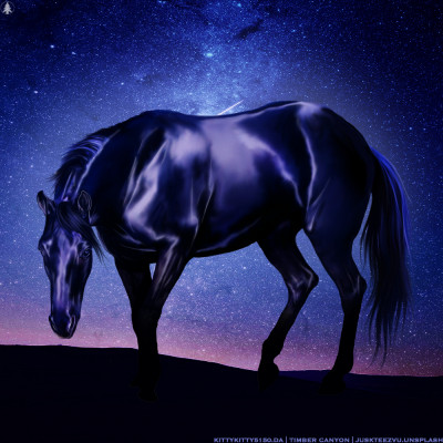 HEE Horse Avatar | In The Night