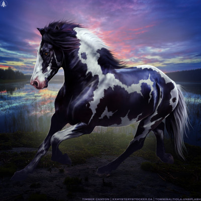 HEE Horse Avatar | Schwarze