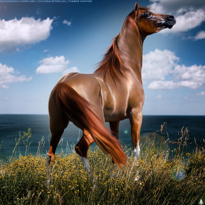 HEE Horse Avatar | IMsofancy