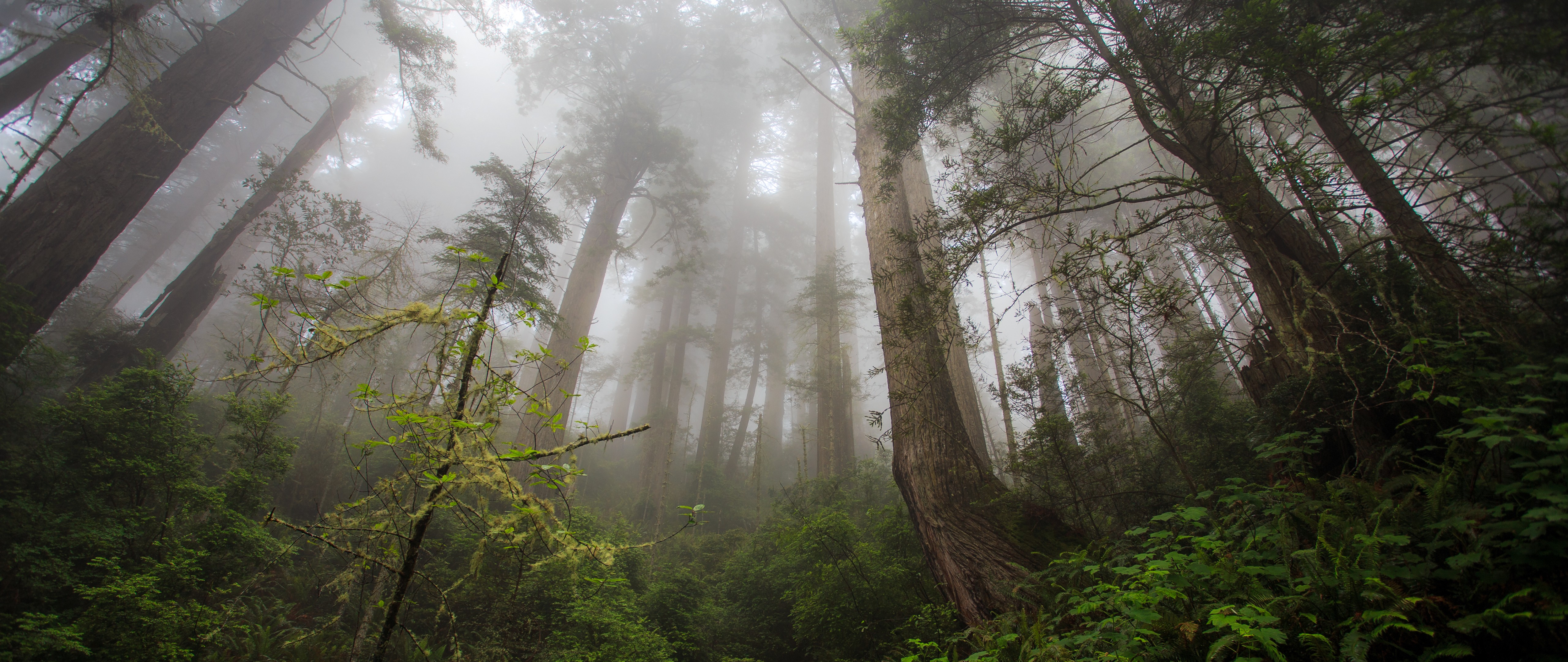 Mist forest. Редвуд национальный парк туман. Туманный лес. Лес в тумане. Густой лес.