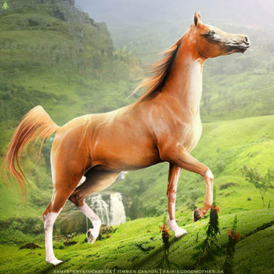 HEE Horse Avatar | Verona RS