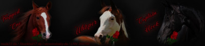 rsz my dream horses banner