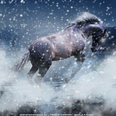 HEE Horse Avatar | Black Ice RS