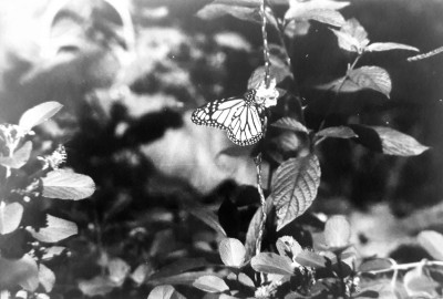 Monarch Butterfly B&W Film Photograph PGY1401C