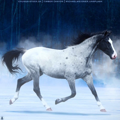 HEE Horse Avatar | Capricciosa