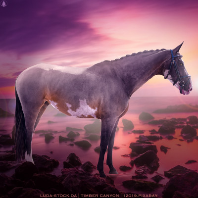HEE Horse Avatar | Oceana EEE