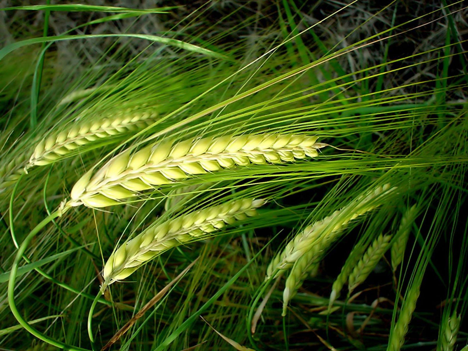 Пшеничная растение