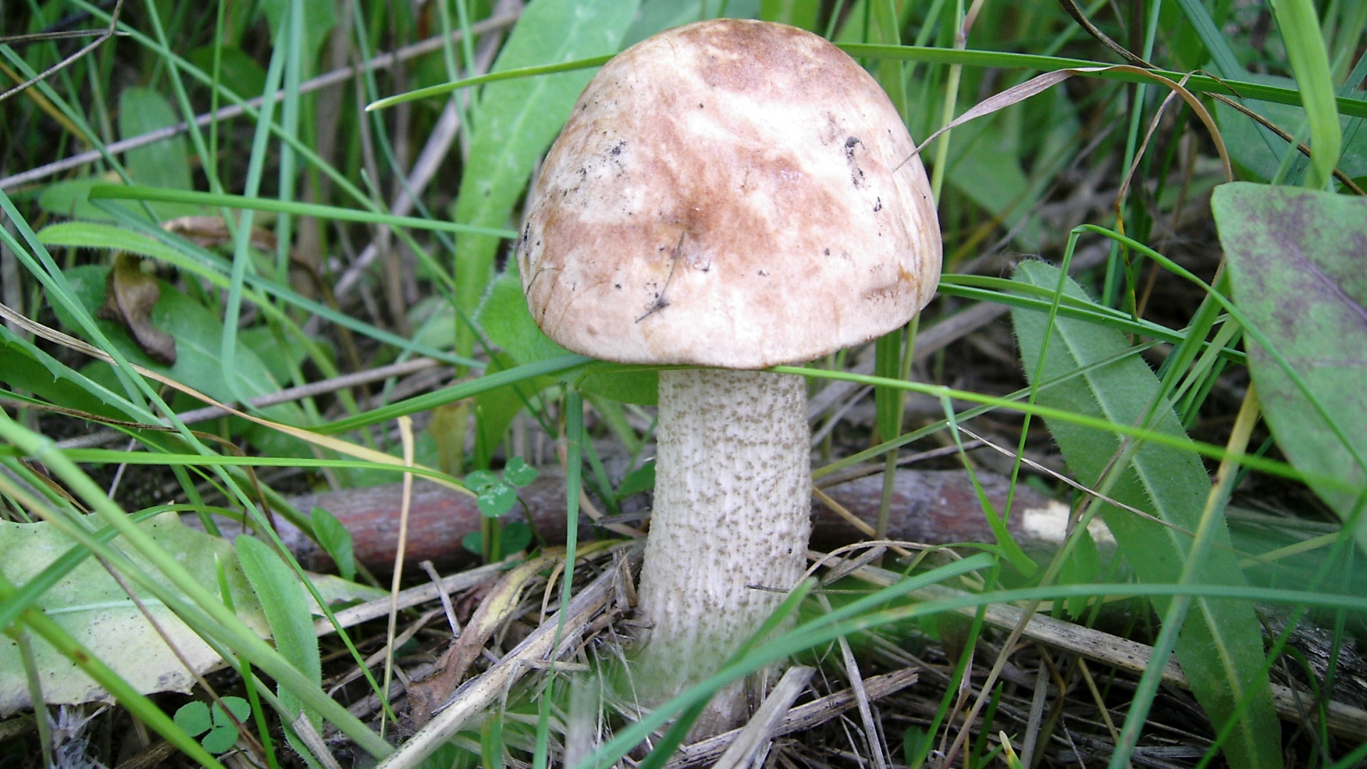 Питание подберезовика. Обабок гриб великан. Подберёзовик обыкновенный. Сибирские грибы обабки. Подберёзовик обыкновенный съедобные грибы.