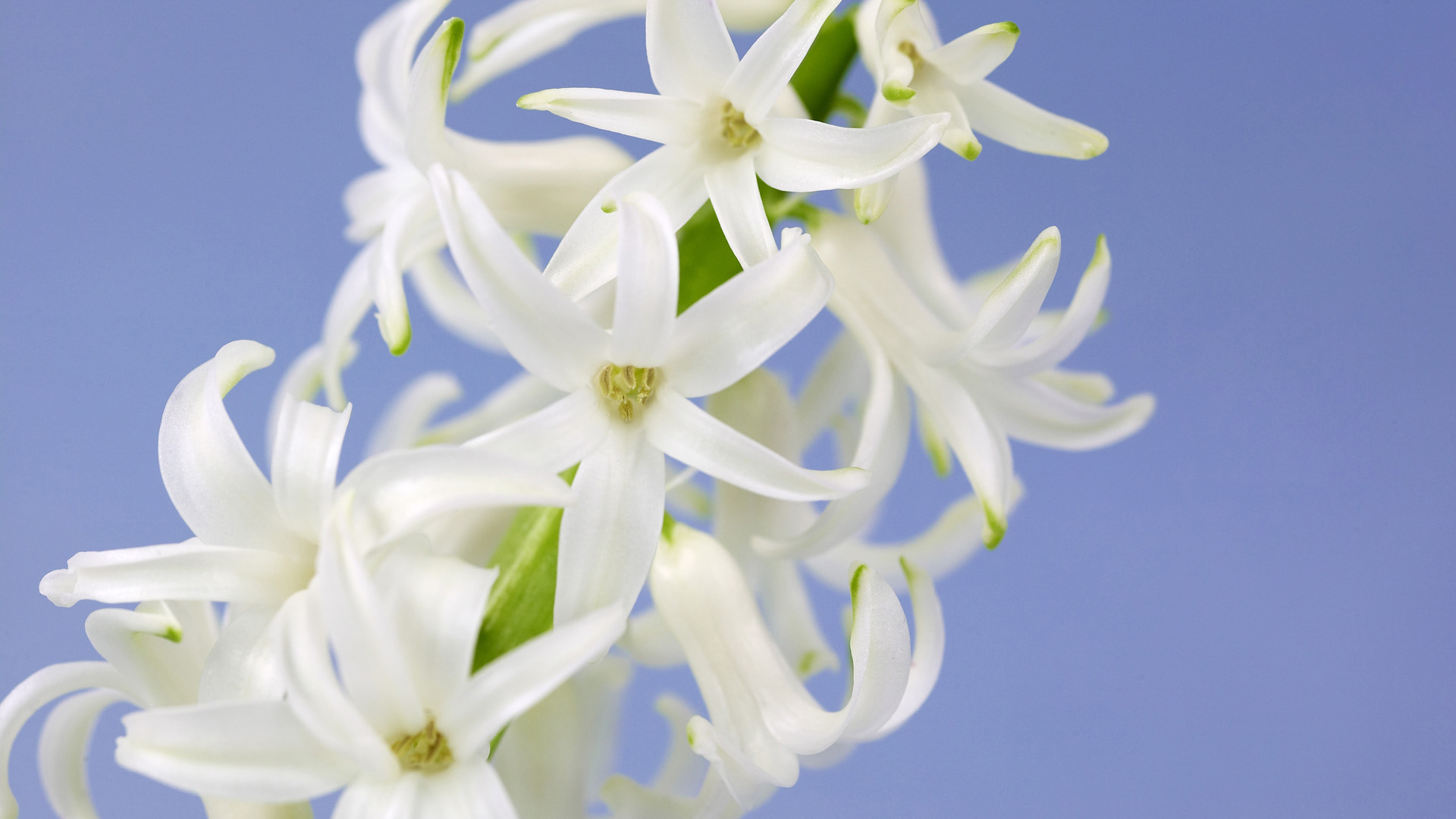 White Hyacinths - Hyacinthus orientalis 