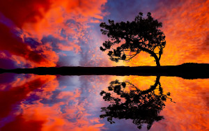 Stunning sunset Tree silhouette