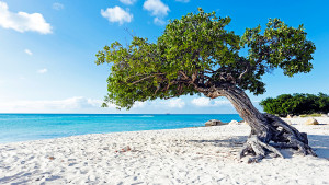 Wallpaper:divi divi boom tree at the sunny beach in aruba 2560x1440 632