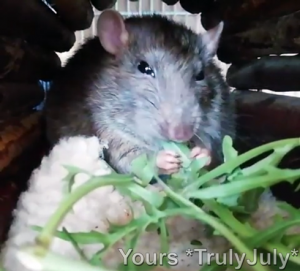 https://trulyjuly.wordpress.com/2019/03/29/rattie-treat-sisi-relishes-the-homegrown-rucola-salad.