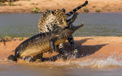 Leopard attacking Crocodile