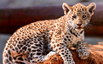 Leopard cub (2)
