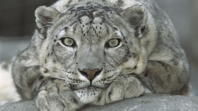 Leopard Snow Leopard, San Diego Zoo
