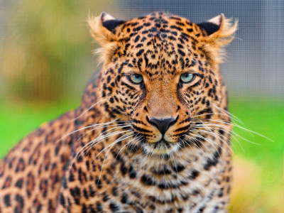 Leopard (2)